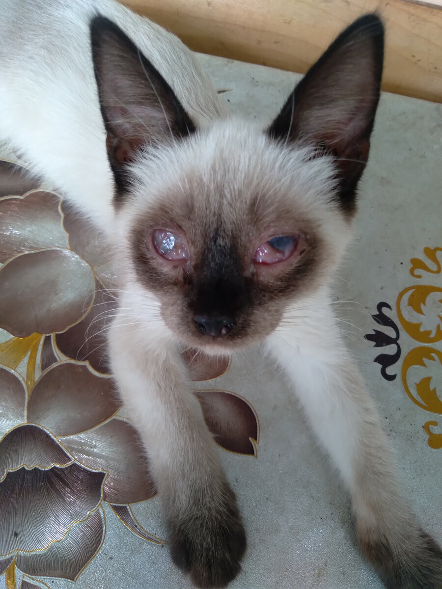 Вот это чудо я нашла у себя на веранде