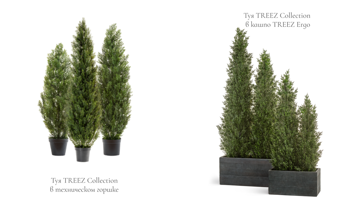 Туи TREEZ Collection