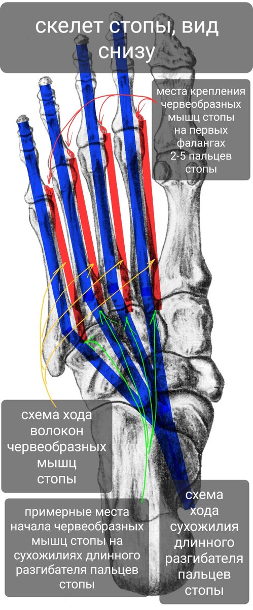 Стопа — Википедия