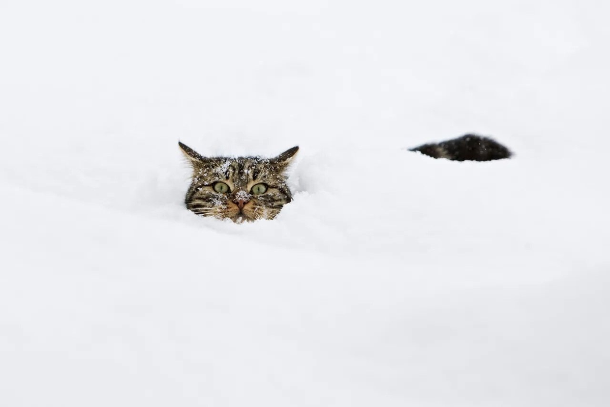 Я хочу еще немного больше. Кот в сугробе. Мешает метр снега.