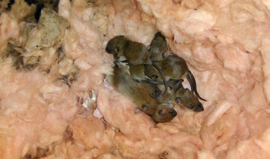 Источник для фото: https://grizun-off.ru