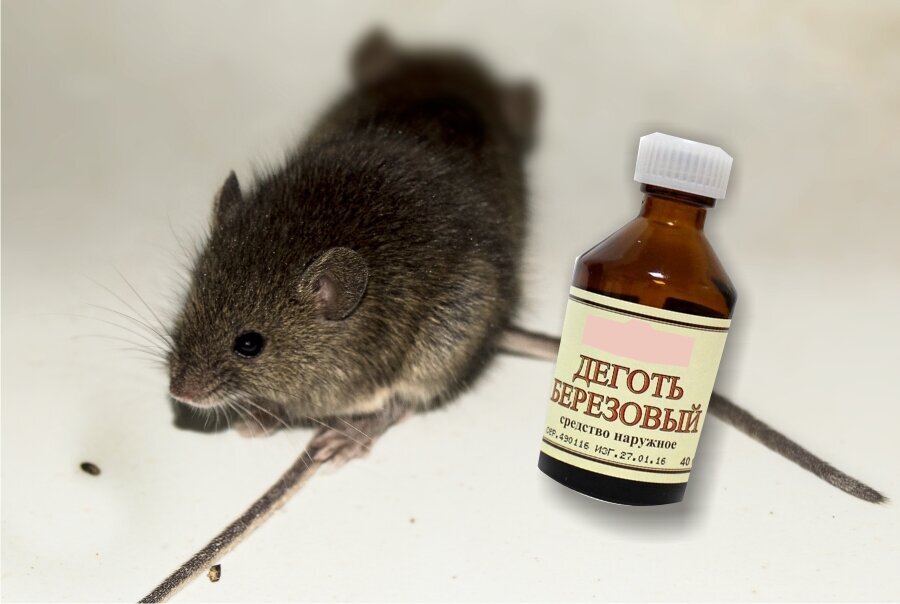 Источник для фото: https://avatars.dzeninfra.ru