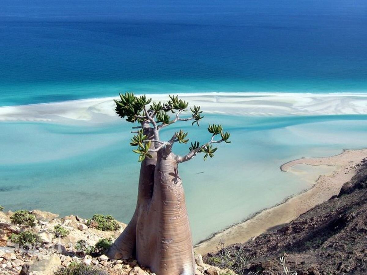 Йемен сокотра фото. Сокотра. Сокотра остров. Сокотра (Socotra Island), Йемен. Архипелаг Сокотра.