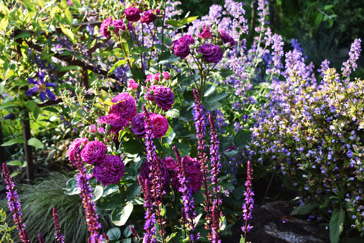 На этом фото из моего сада сразу 3 растения с наградой AGM, включая клематис Арабелла