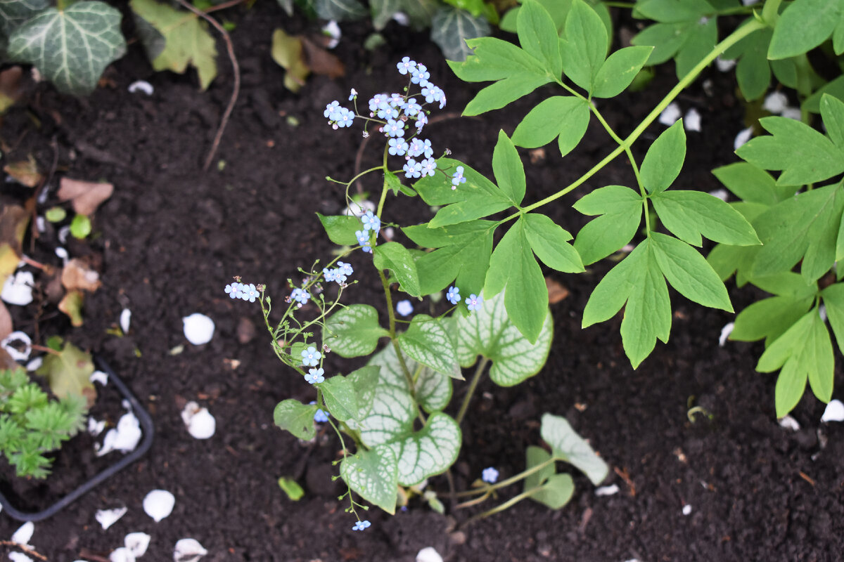 Бруннера Jack Frost весной в моем саду