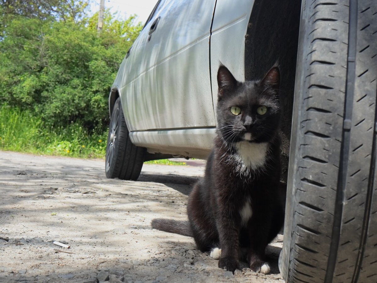 Кошка, сидящая у колеса автомобиля на обочине