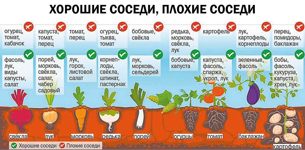 Сколько раз плодоносит морковь