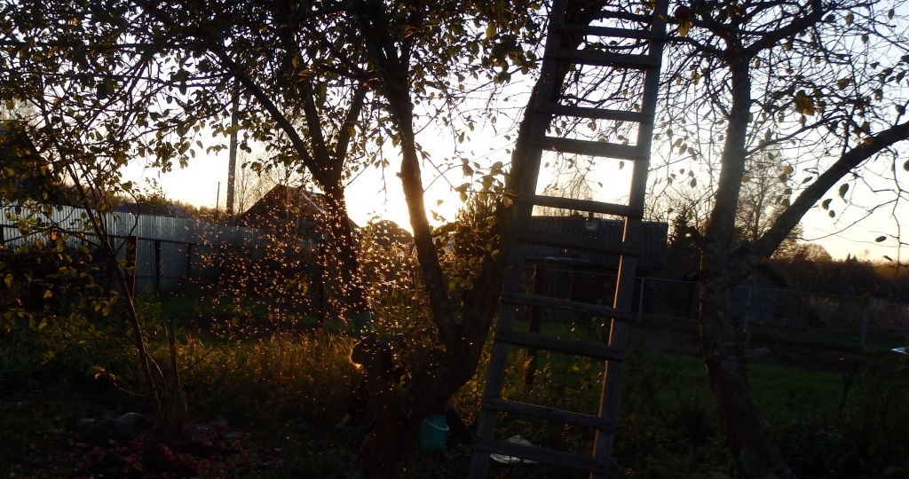 Чем обработать сад осенью: эффективные препараты от болезней и вредителей