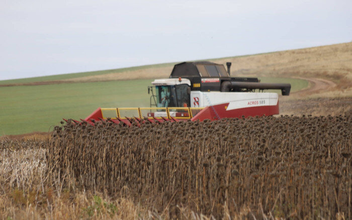    Продолжается уборка подсолнечника. Самая высокая урожайность в Абдулинском округе Кристина Просвиркина