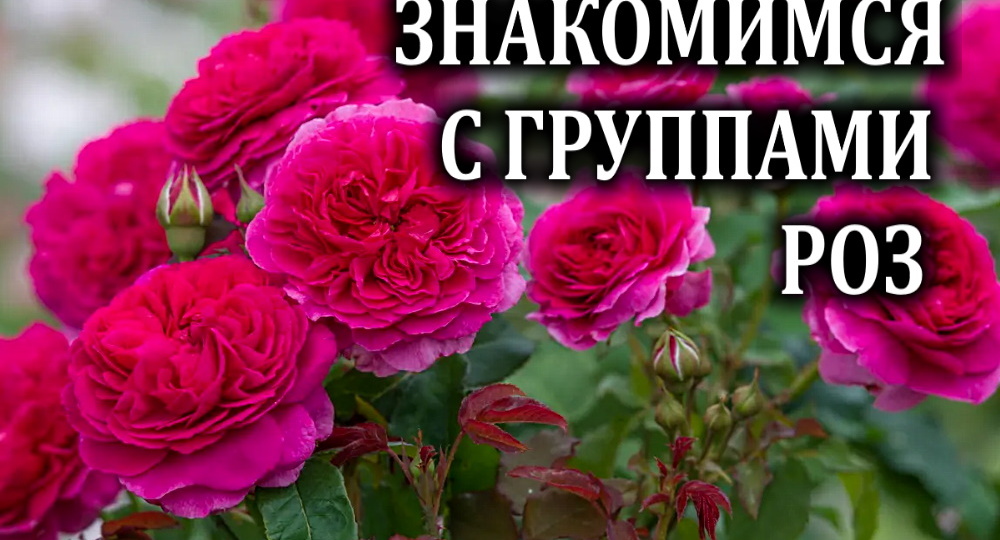 Классификация роз для новичков