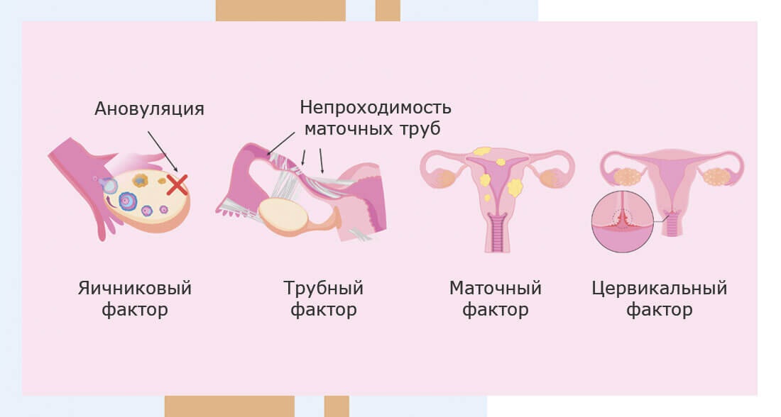 Гормональный контроль овуляции