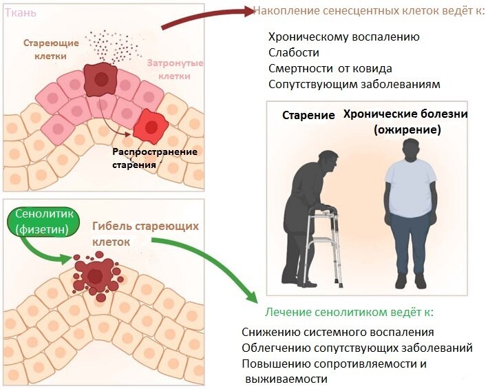 Как работает физетин – наглядно.