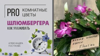 Комнатное растение: Шлюмбергера, декабрист, зигокактус - цветущая классика с ностальгическим шармом