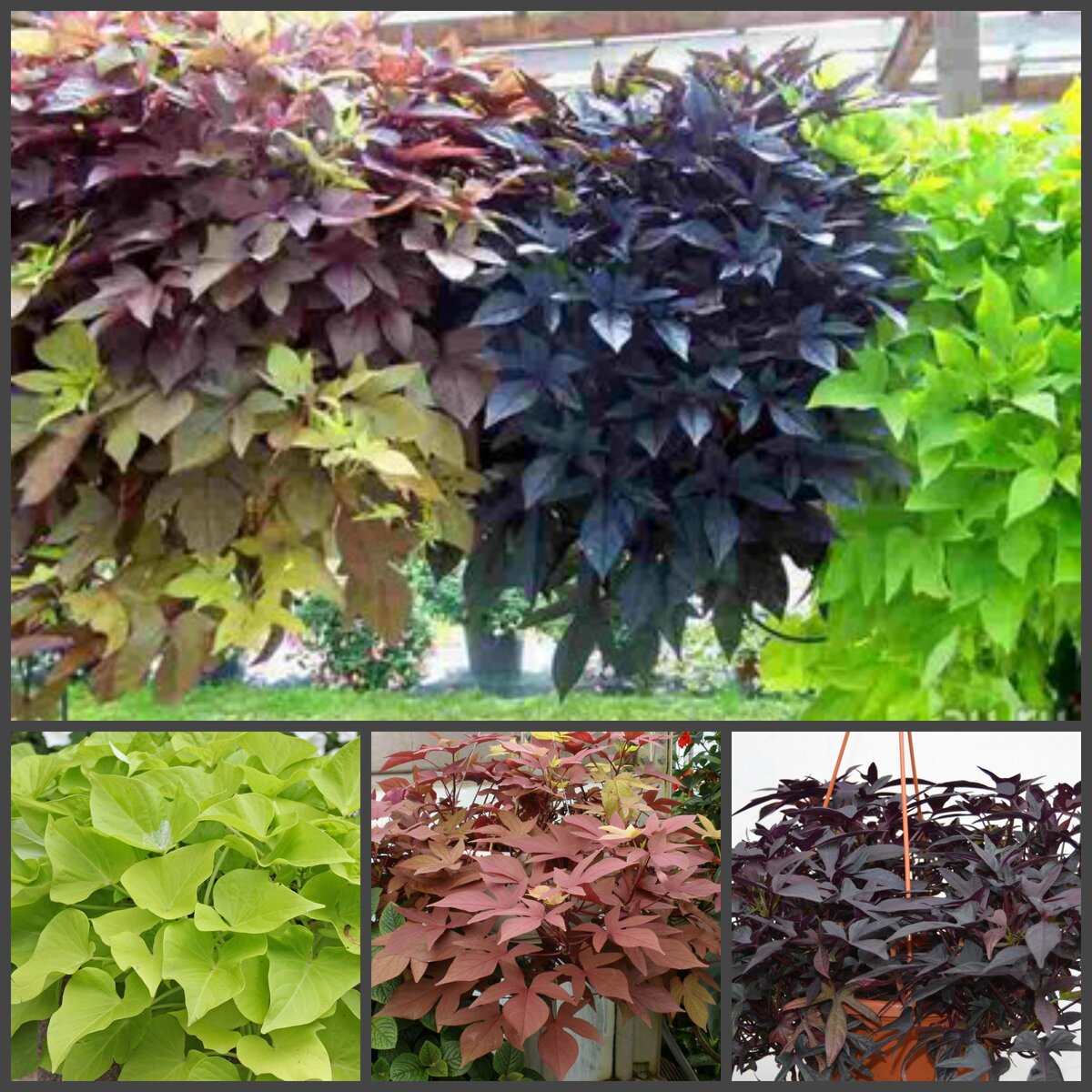 Фото открытых источников