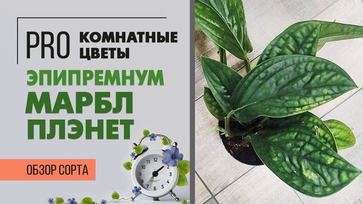 Эпипремнум Марбл Плэнет - уникальная лиана для комнатного озеленения. Чешуя дракона