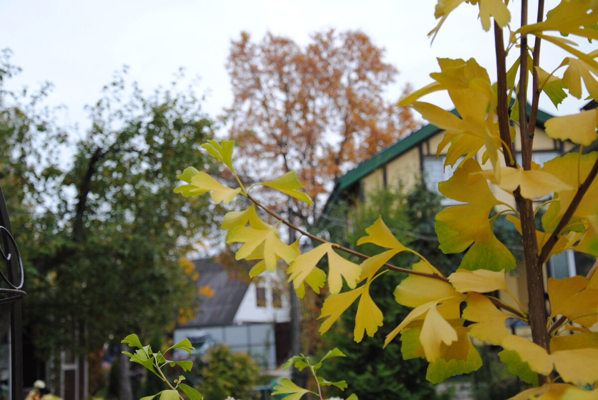Гингко живет у нас лет семь. Каждый год частично сносит макушку даже под укрытием. Высота у деревца метра два с половиной.