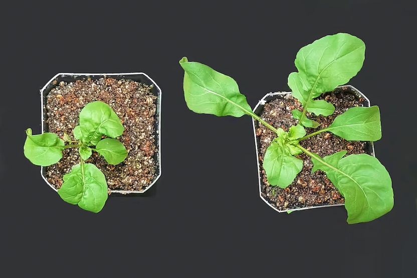 Слева контроль, справа обработанное растение