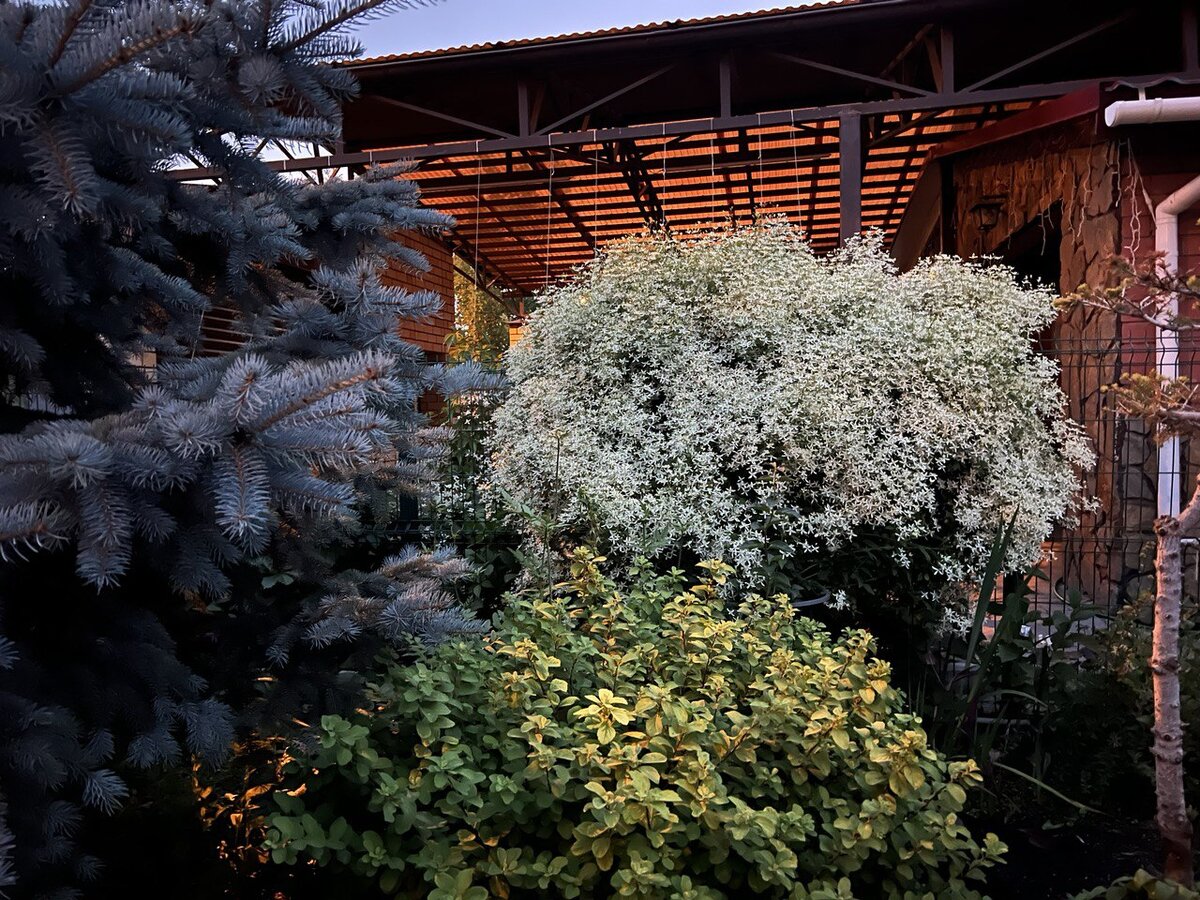 В центре спирея берёзолистная