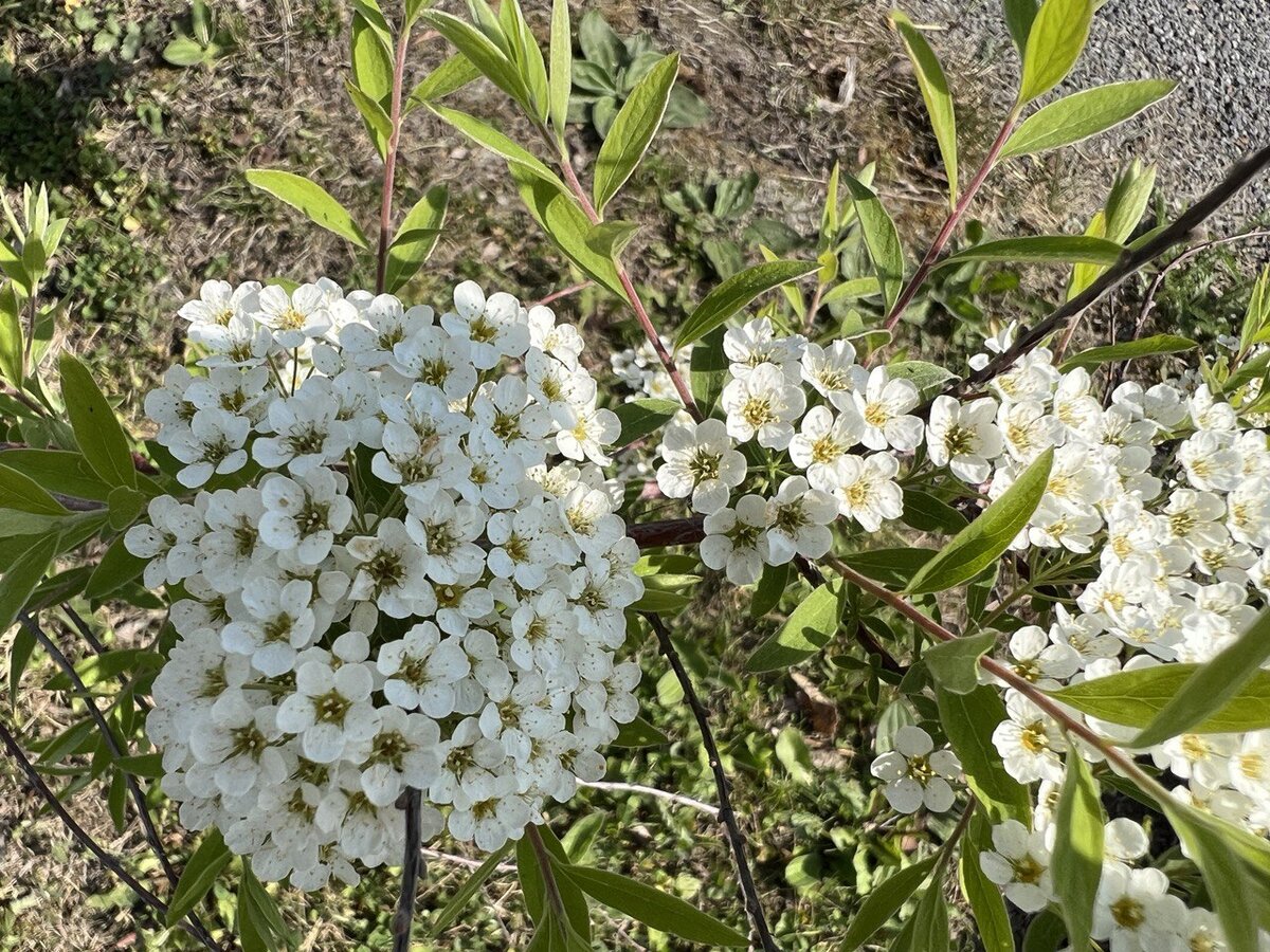 Спирея серая