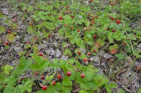 Картинка из интернета.