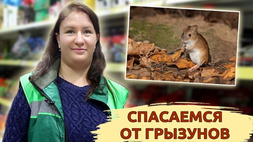 Спасаемся от грызунов зимой с помощью этих методов