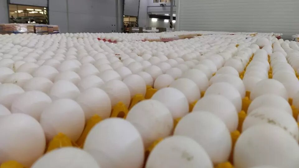 Золотые яйца: почему правительство бьет тревогу, а отрасль не волнуется ...