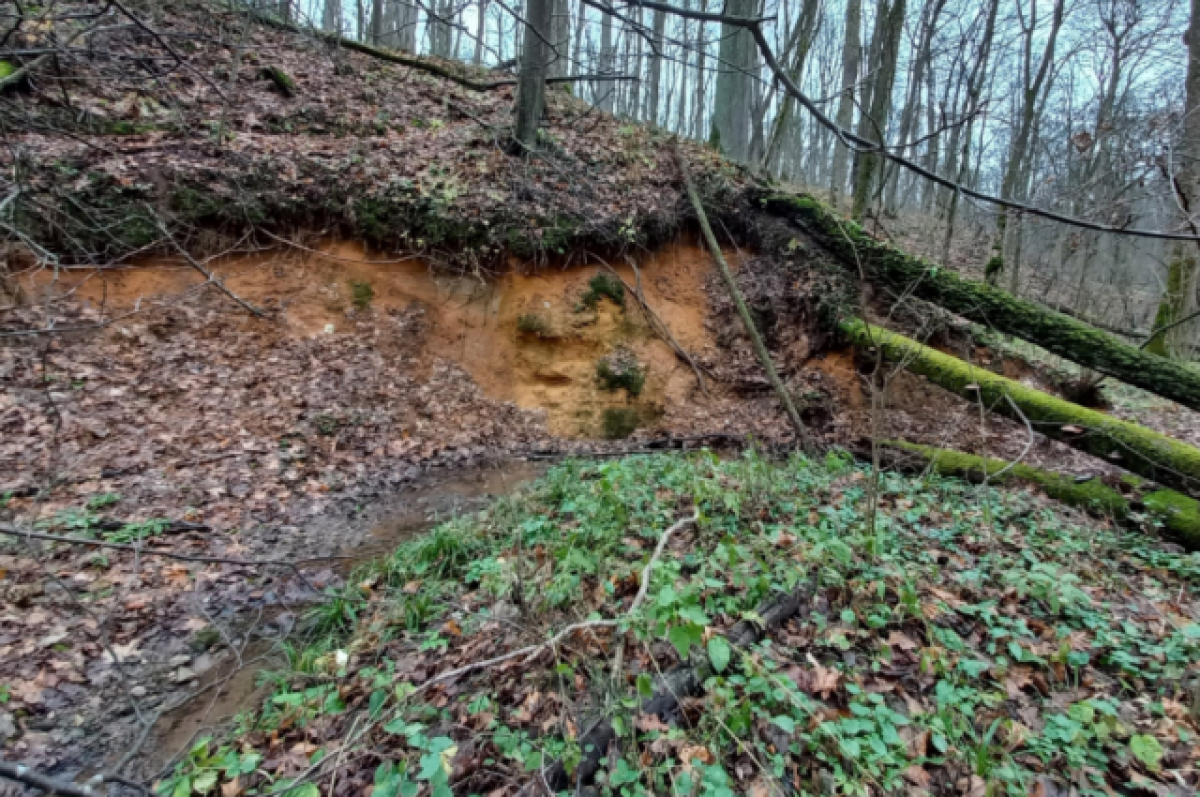    Тульские специалисты рассказали про редкий папоротник