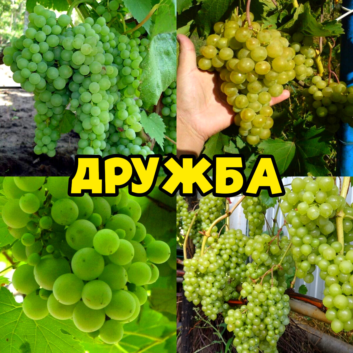 Виноград дружба описание сорта отзывы: найдено 85 изображений
