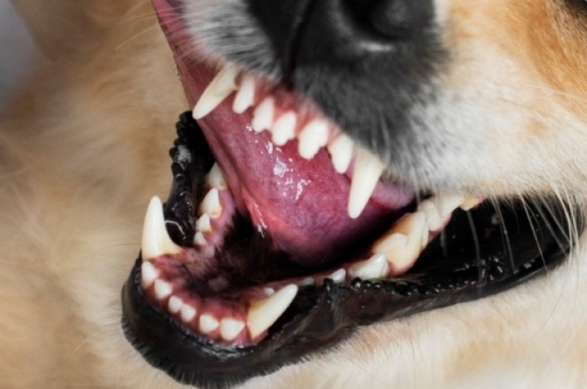    Погладила собачку.