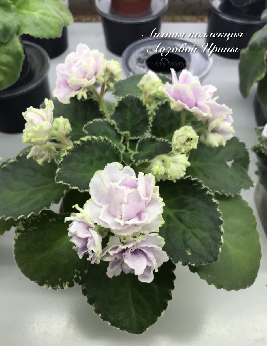 Детка 1. ЛФ-Красота и нежность. Фото 1