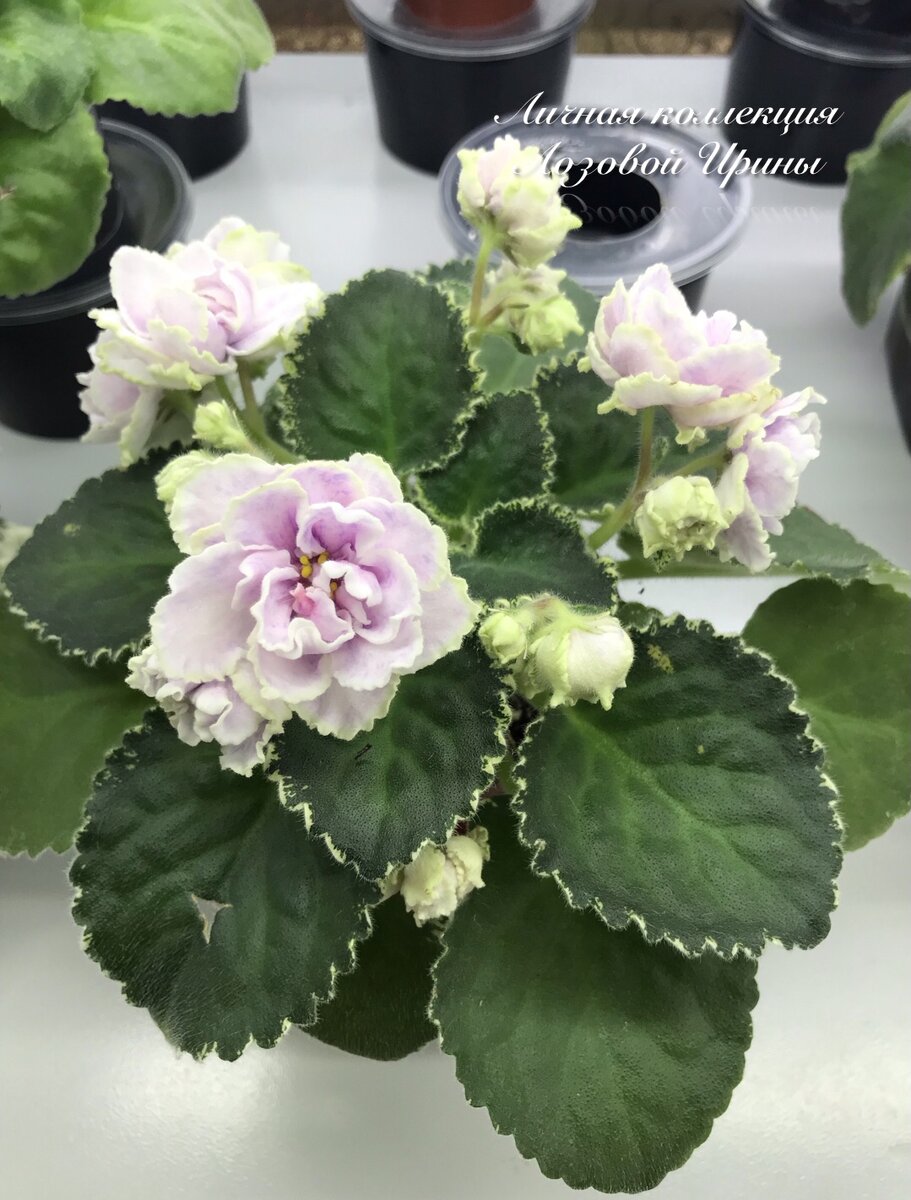 Детка 1. ЛФ-Красота и нежность. Фото 2