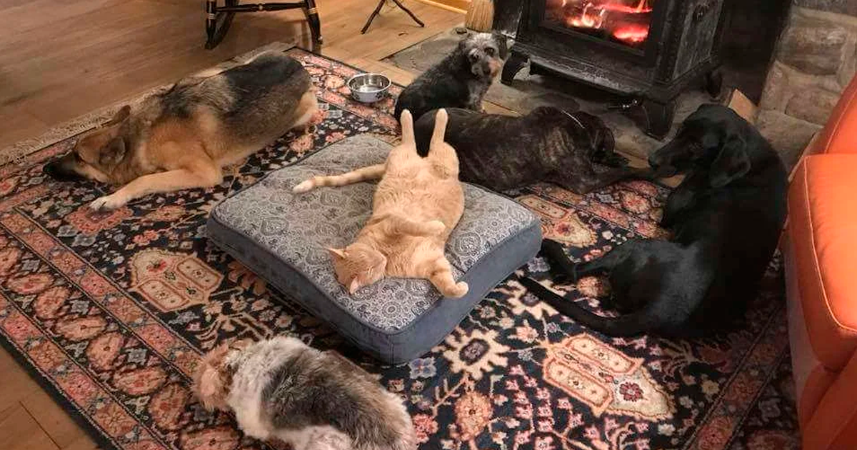 Интерьер для собаки в квартире. Кот отобрал лежанку у собаки. Кот и хозяин. Кот занял место собаки. Кот хозяин квартиры.