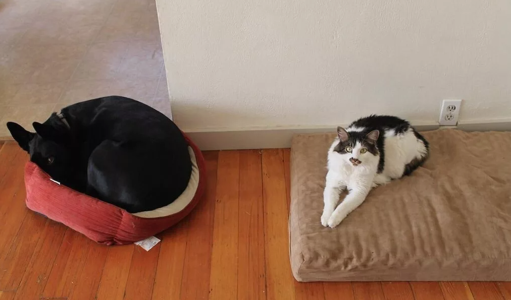 Кот доминирует. Кот доминирует. Ящерицы доминируют над котами. Кот властвует. Кот доминирует над котом.