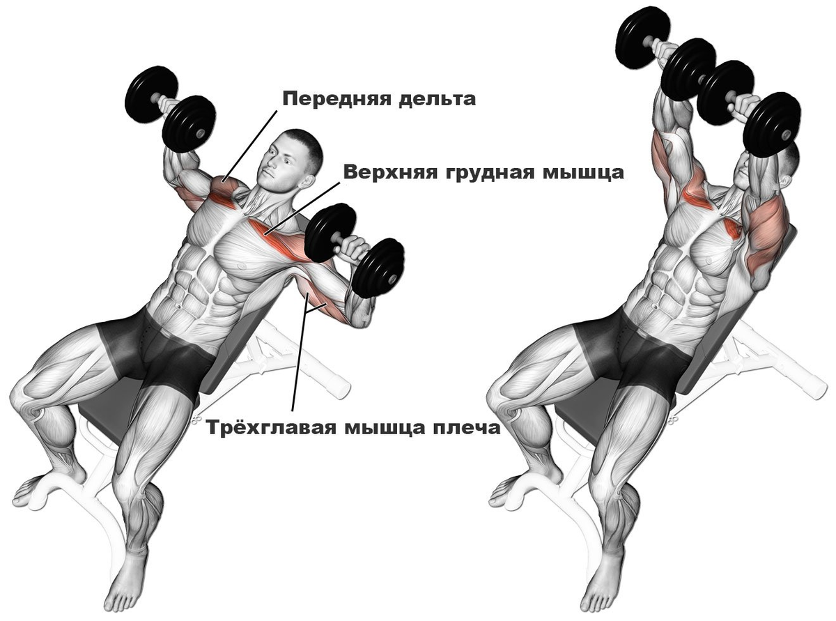 Упражнения на грудные мышцы с гантелями стоя