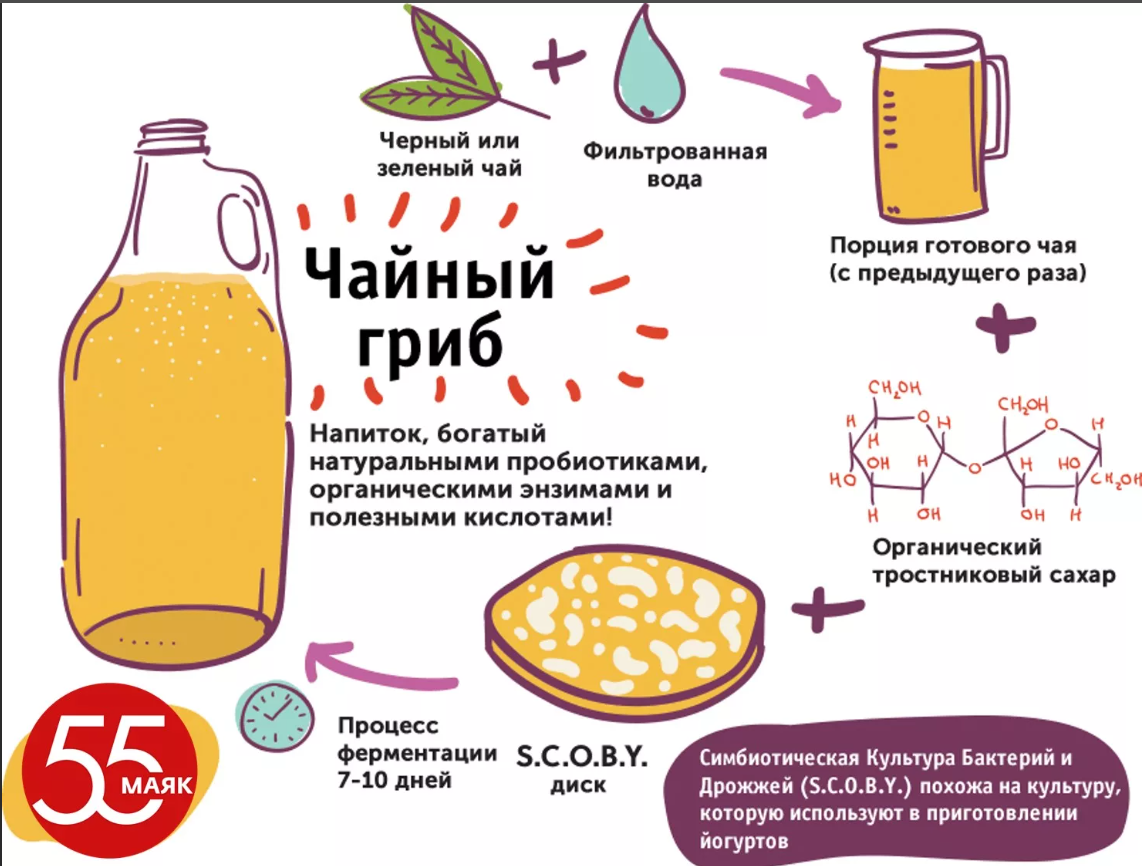чайный гриб в банке. чайный гриб уход за ним инструкция. чайный гриб рецепт. полезен ли чайный гриб. пропорции сахара для чайного гриба.