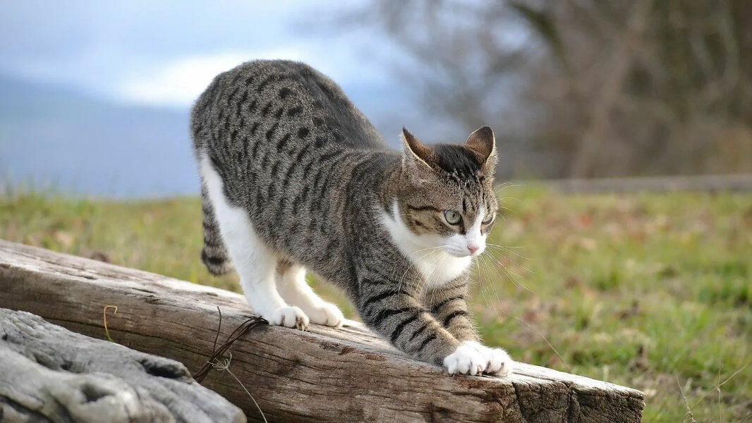 Ухо кошки как радар