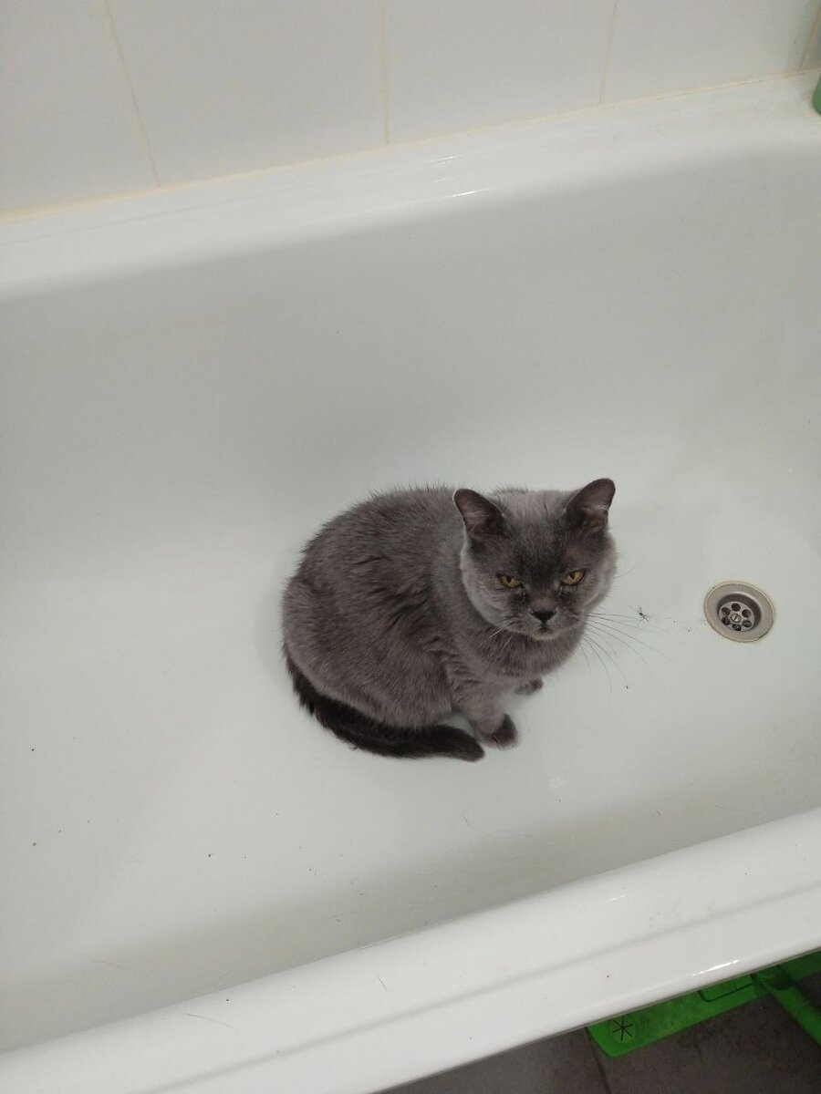 кошка автора