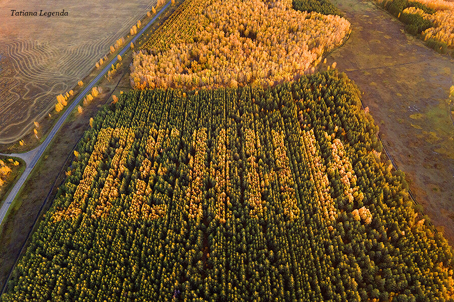 Омская область, Калачинский район. Фото: Соколова Татьяна, г. Омск