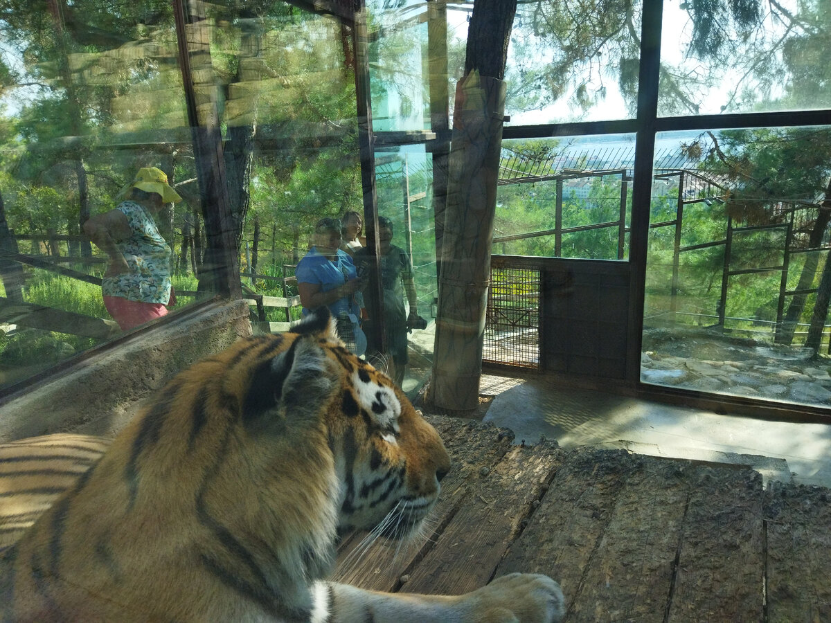 Вот интересно, скучно ему тут? Или это не мы, люди, пришли посмотреть на царя зверей. А он милостиво разрешил людям взглянуть на свою персону. 