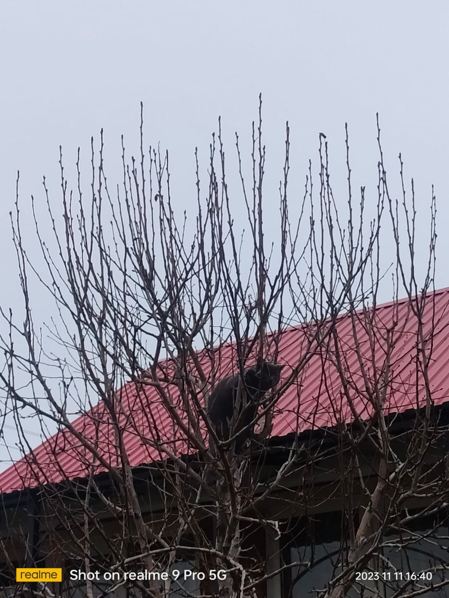 Игра: найди кота