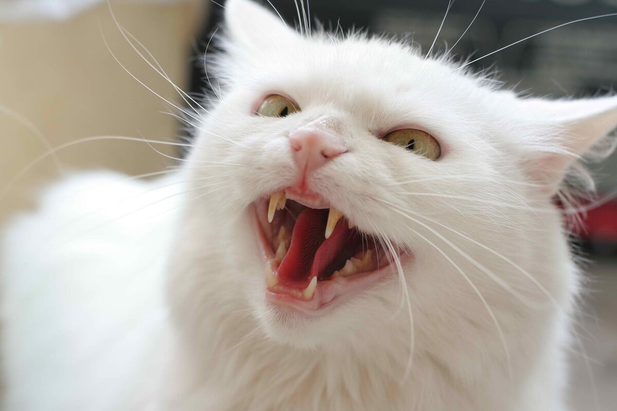 Котик шипит