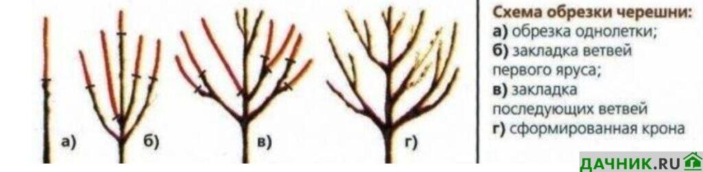 Черешня ипуть схема посадки
