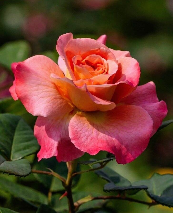 Картинка найдена на просторах интернета, ссылка https://yandex.ru/images/search?from=tabbar&img_url=https%3A%2Fi%2F.pinimg.com%2Foriginals%2Fa8%2F34%2Fа3f%2Fa83р43f81с287829b5e7bd53274cf0591a19.jpg&lr=47&pos=15&rpt=simage&text=%D1%86%D0%B2%D0%B5%D1%82%D1%8B%20%D0%BA%D1%80%D1%83%D0%BF%D0%BD%D0%BE%20%D1%84%D0%BE%D1%82%D0%BE