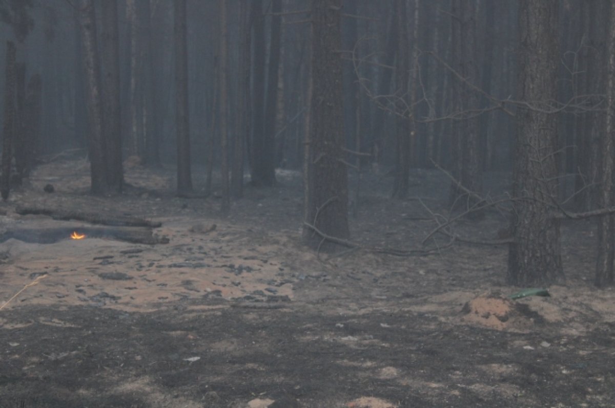    Более 600 природных пожаров ликвидировали в Тюменской области за 2023 год