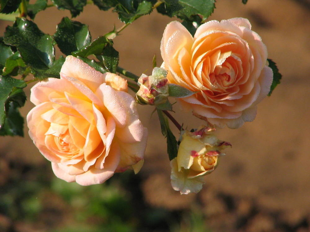 Картинка найдена на просторах интернета, ссылка https://yandex.ru/images/search?from=tabbar&img_url=https%3A%2Fi%2F.pinimg.com%2Foriginals%2Fa8%2F34%2Fа3f%2Fa83р43f81751с2879b5e7bd53274cf0591a19.jpg&lr=47&pos=15&rpt=simage&text=%D1%86%D0%B2%D0%B5%D1%82%D1%8B%20%D0%BA%D1%80%D1%83%D0%BF%D0%BD%D0%BE%20%D1%84%D0%BE%D1%82%D0%BE 