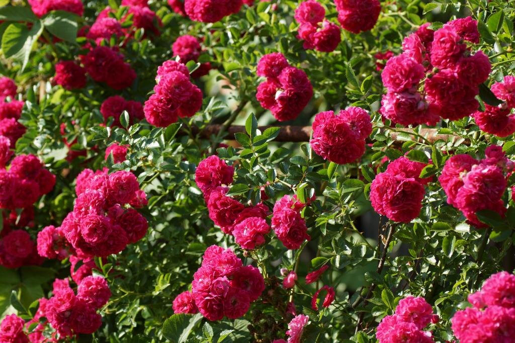 Картинка найдена на просторах интернета, ссылка https://yandex.ru/images/search?from=tabbar&img_url=https%3A%2Fi%2F.pinimg.com%2Foriginals%2Fa8%2F34%2Fа3f%2Fa83р43f81651с2879b5e7bd53274cf0591a19.jpg&lr=47&pos=15&rpt=simage&text=%D1%86%D0%B2%D0%B5%D1%82%D1%8B%20%D0%BA%D1%80%D1%83%D0%BF%D0%BD%D0%BE%20%D1%84%D0%BE%D1%82%D0%BE 