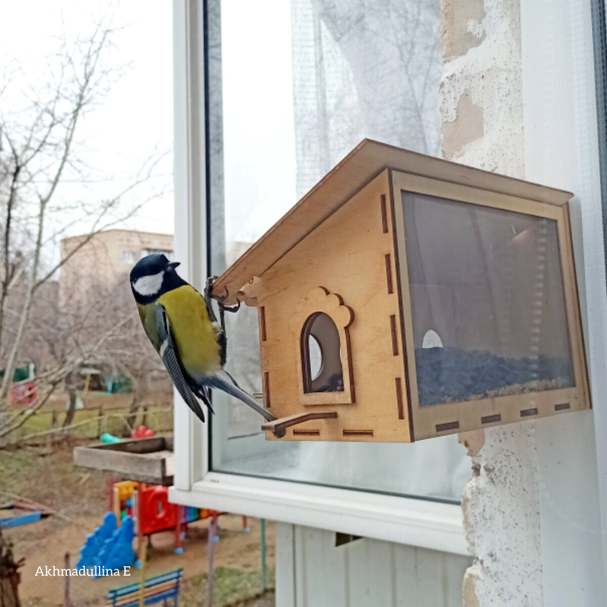 Яркий какой. Самец, наверное. 