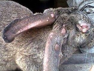 Кролик больной миксоматозом