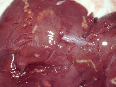 Печень кролика поражённая кокцидиями