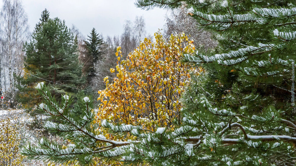 1. у деревни Городок © NickFW.ru — 29.10.2023г.